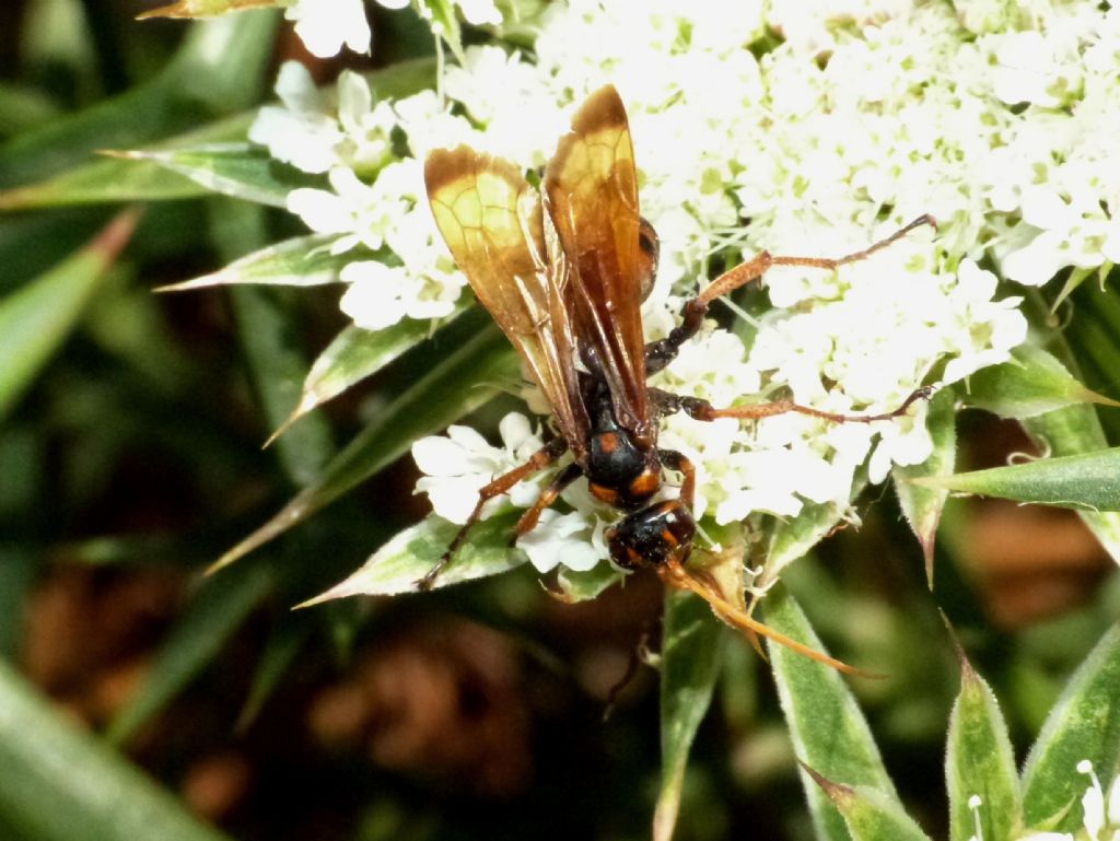 Pompilidae; enorme Cryptocheilus: C. rubellus